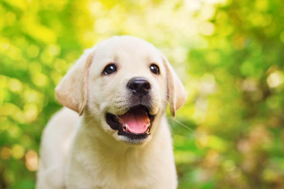 犬の夢の意味を詳しく解説 犬にかまれる夢 犬に吠えられる夢など10選 Mizukiの夢占い事典 Yumet 犬の夢の意味を詳しく解説 犬にかまれる夢 犬に吠えられる夢など10選 Mizukiの夢占い事典 Yumet