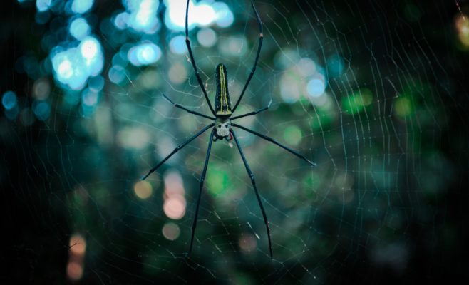 虫の夢の意味を詳しく解説！ゴキブリが出てくる夢、ゴキブリを殺しそうとしても死なない夢など6選