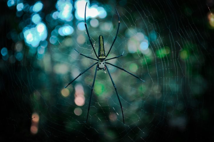 虫の夢の意味を詳しく解説！ゴキブリが出てくる夢、ゴキブリを殺しそうとしても死なない夢など6選