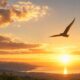 鳥の夢の意味を詳しく解説！鳥が空を自由に飛ぶ夢、鳥に襲われる・つつかれる夢など10選