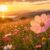 花の夢の意味を詳しく解説！花が咲く夢、花をもらう夢など10選